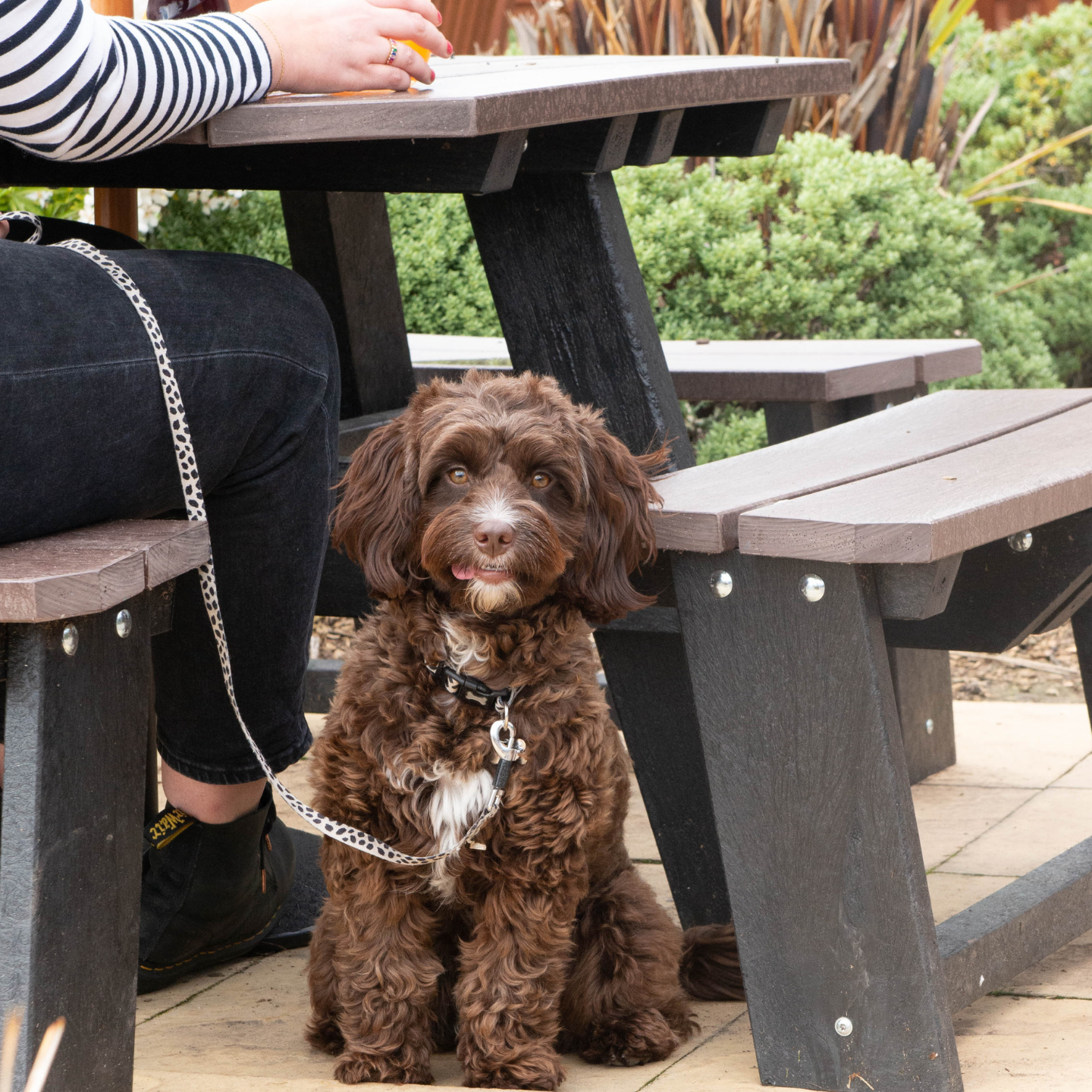 Your local dog friendly pub